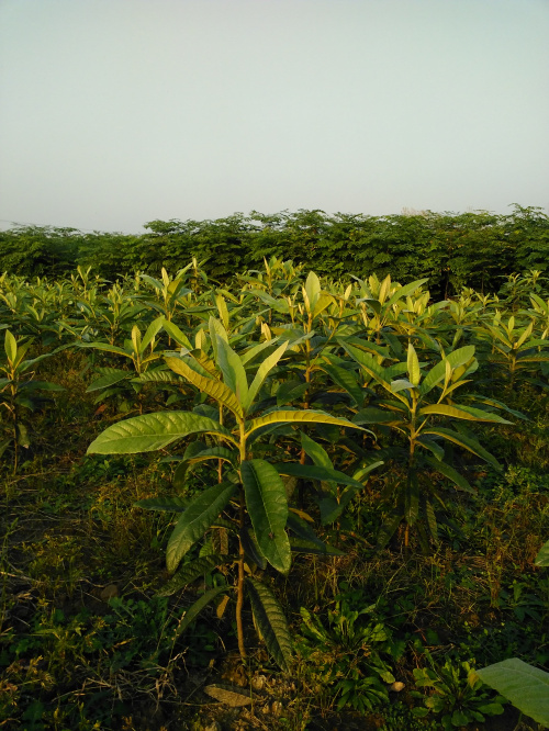 常州溢彩苗木枇杷树小苗大量出售