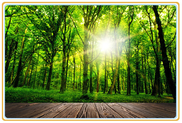 在合肥林学专业学历提升在哪里报名 - 教育文化