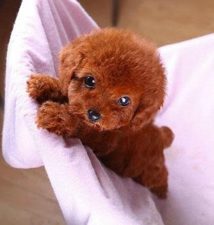 成都实惠的宠物狗-泰迪熊