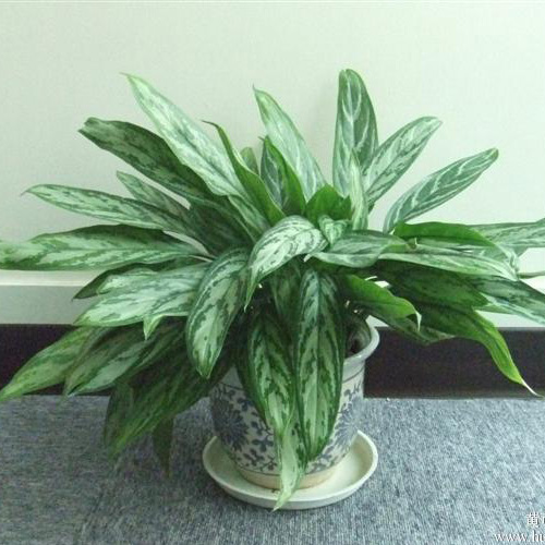 陆家嘴好的室内植物租赁花卉租摆公司