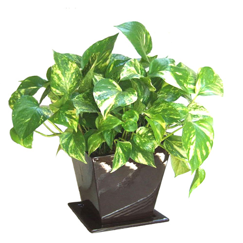 陆家嘴好的室内植物租赁花卉租摆公司