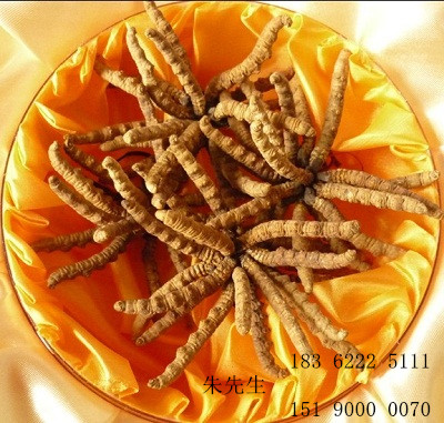 泰州虫草回收多少钱