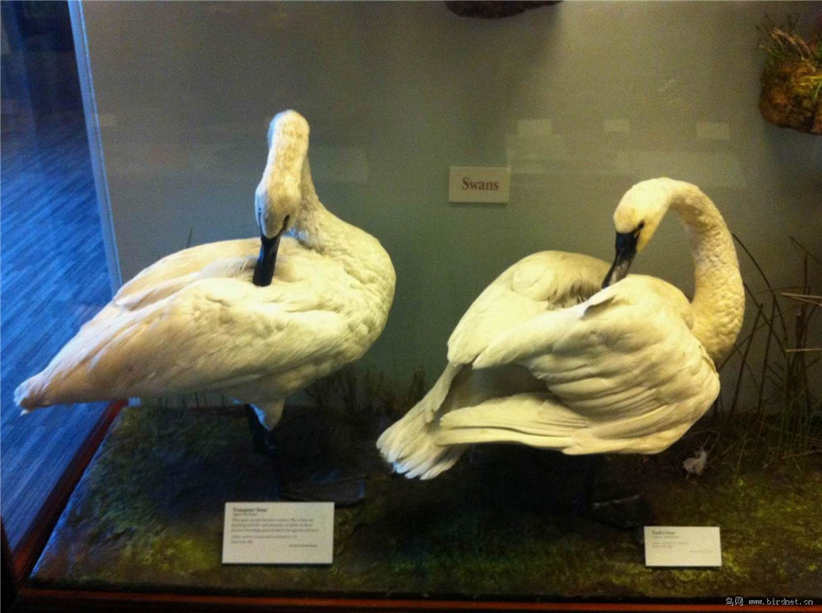 【走进博物馆】芝加哥菲尔德自然博物馆