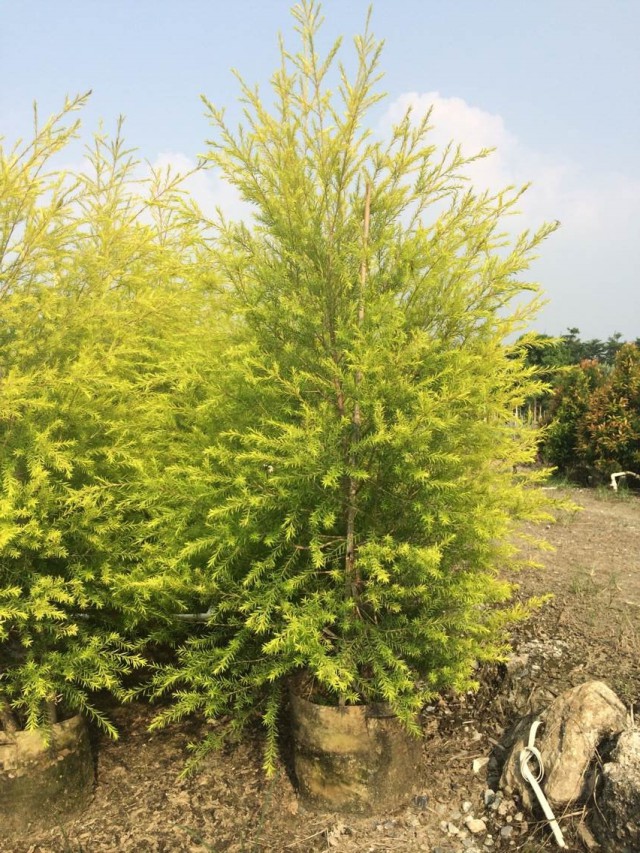 山西黄金柳可以作为行道树种植吗?