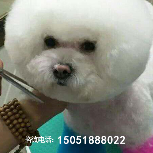 南京市宠物狗美容_动物美容培训学校学费