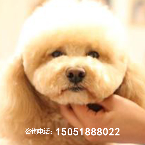 南京市宠物狗美容_动物美容培训学校学费