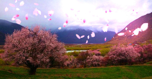 林芝桃花节摄影一般要花几天,住哪里