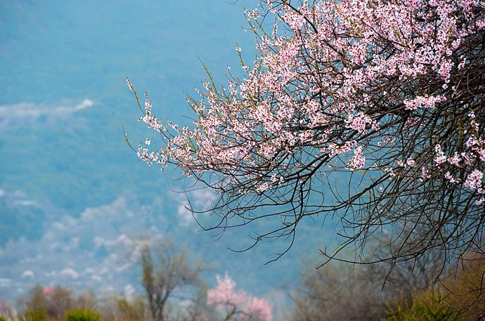 2016林芝桃花什么时候开,成都包车何时便宜 -