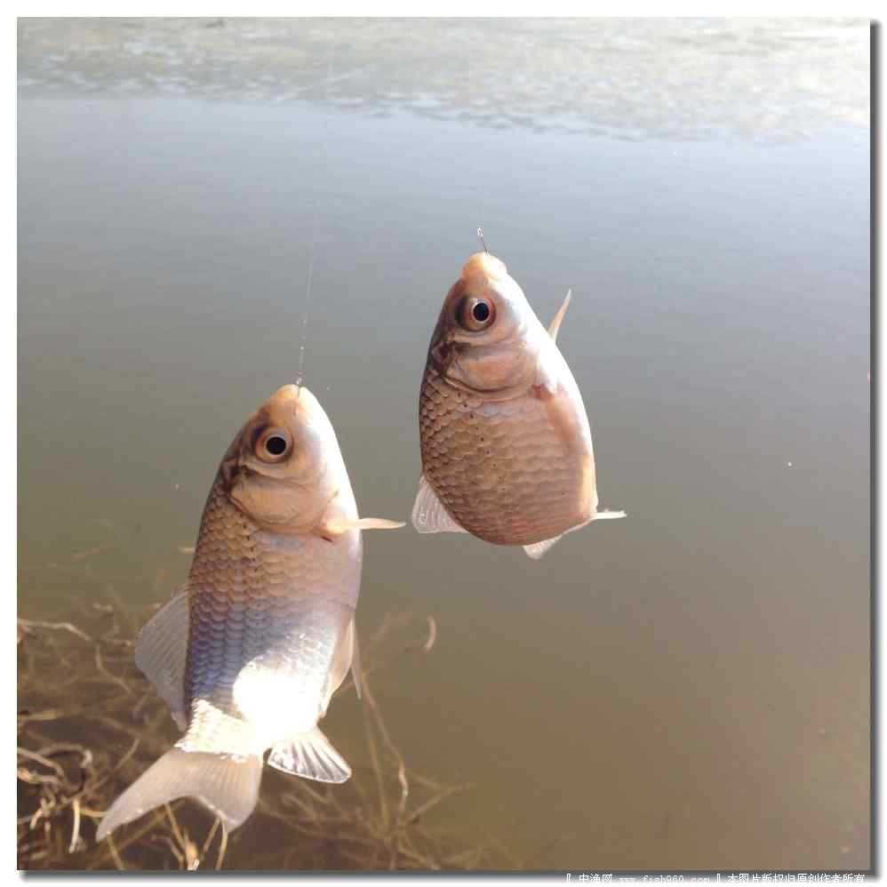 钓小鲫鱼如何搭配饵料,西子湖鲫鱼饵料专家 - 秦皇岛新闻资讯网