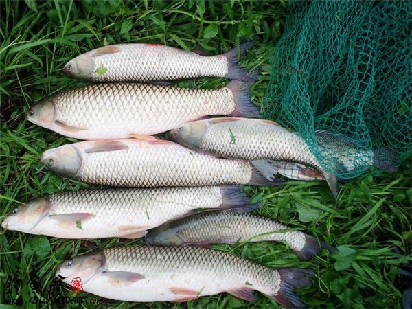 鱼饵料生产批发工厂透露河北水库钓草鱼的两个秘方