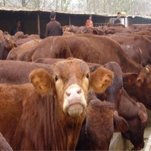 贵州肉牛养殖适合种什么草,哪里有肉牛养殖场