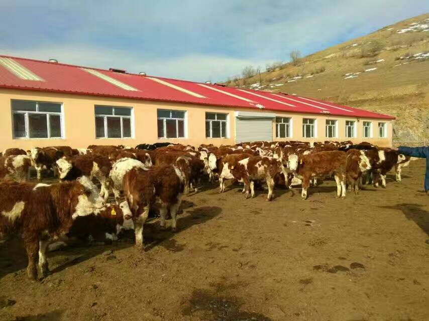 云南大的肉牛养殖前景如何 - 农业食品 - 东楚网