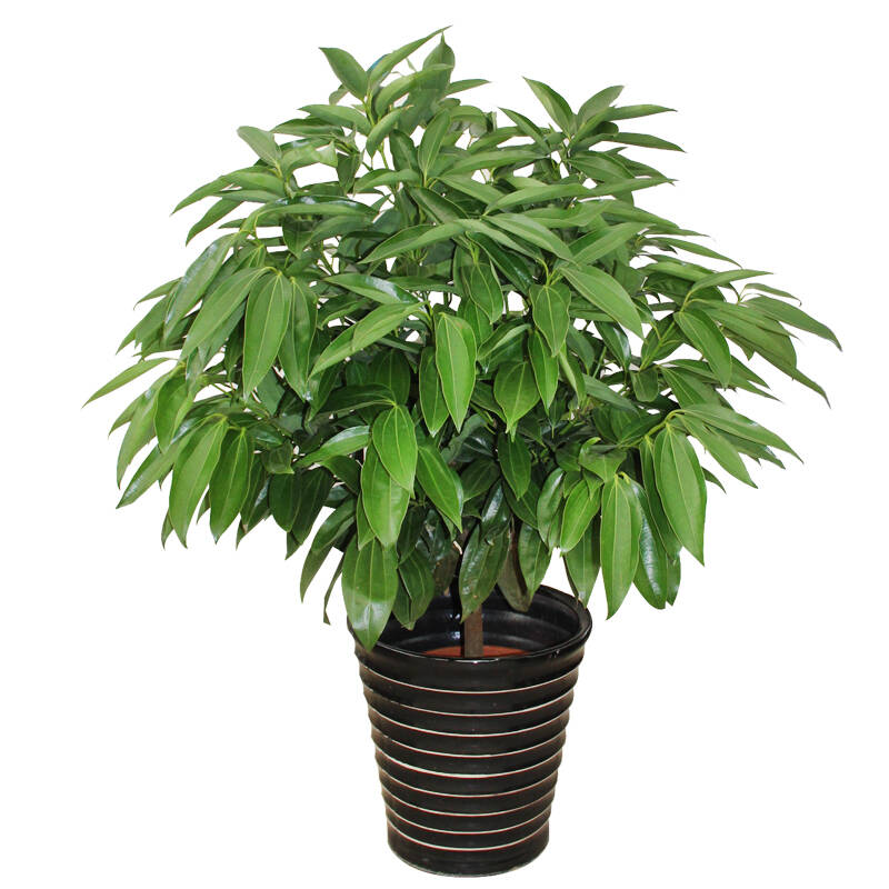 太原室内养什么大型绿植好,室内常用绿植,室内