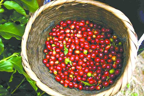 E果通云南小粒咖啡口感又滑又香