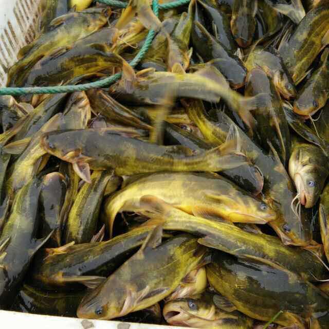 黄颡鱼养殖不可盲目跟风|淮安黄颡鱼苗批发商