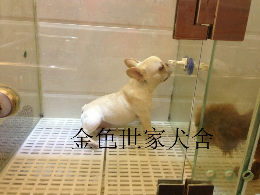 金色世家犬舍电话86531515 鉴别纯种法国斗n牛犬 法斗 标准 要鉴别