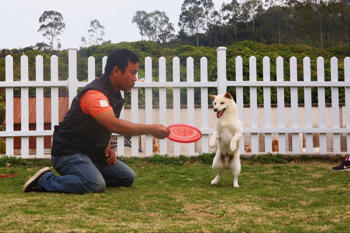 训犬学校?深圳训犬学校?深圳宠物训练基地那