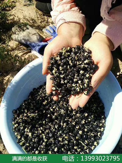青海黑枸杞喜获丰收欢迎采购 - 南宁网络电视台