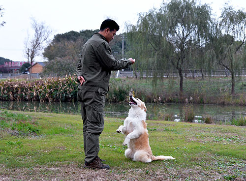 江阴训狗训犬基地提供宠物训练服务