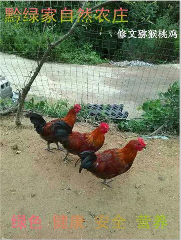 贵州土鸡市场价格怎么样 土鸡产业迎来暖春?