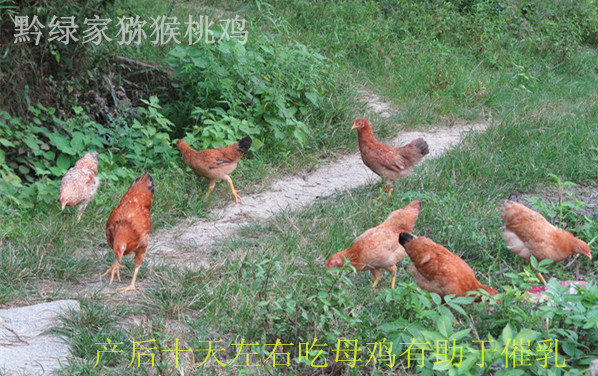 坐月子 贵阳土鸡该怎么吃 月子鸡该这样吃! - 深