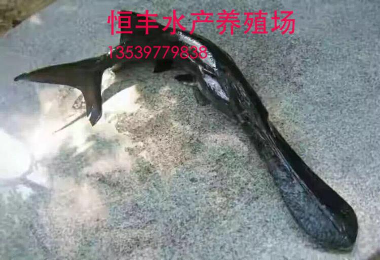 湖南哪里有鸭嘴鱼苗批发?恒丰鱼苗基地 - 分类