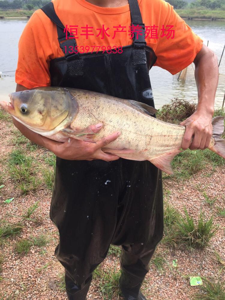 清远花鲢鱼鱼苗批发价格是多少?