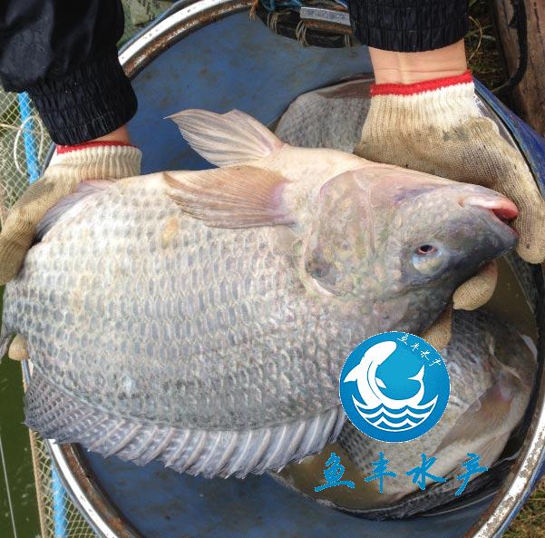 高质量的罗非鱼鱼苗批发,广州罗非鱼鱼苗养殖