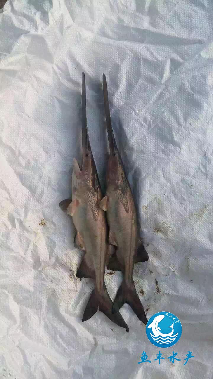 鸭嘴鱼苗养殖培育