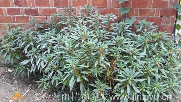 指甲草植物能染发,做成指甲草染发粉还能养发