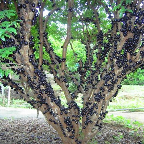 嘉宝果树|嘉宝果的市场及价值