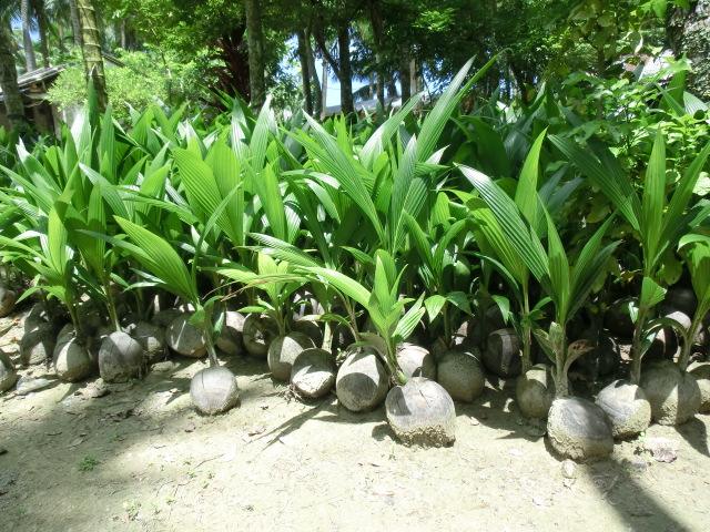 海南椰子苗,海南矮种椰子苗批发基地