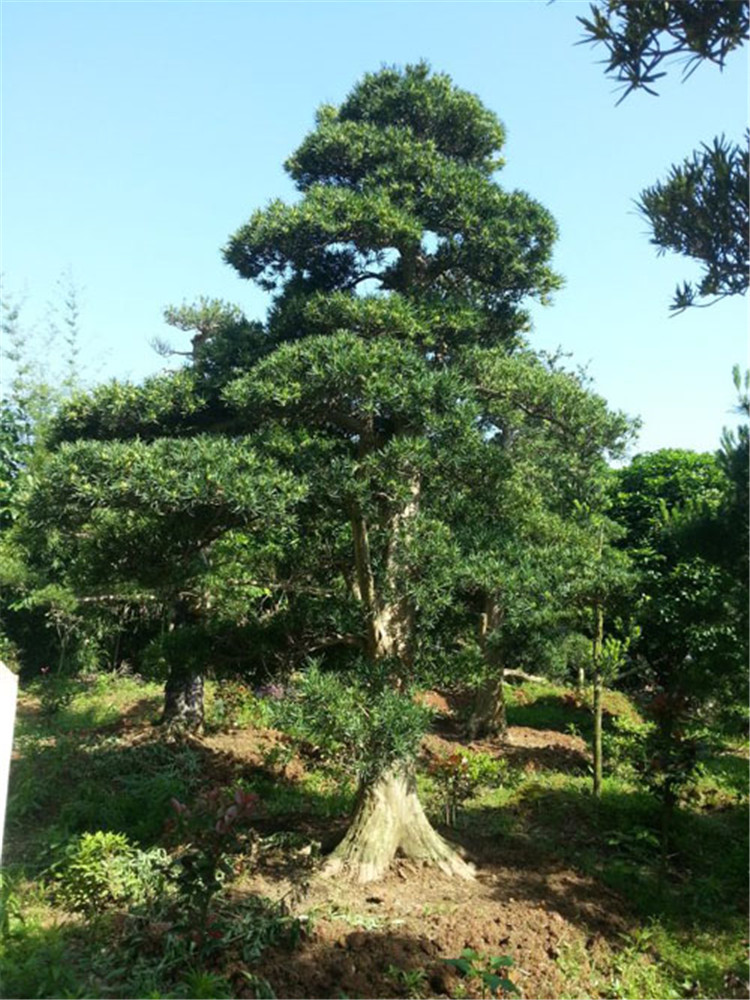 18公分罗汉松图解&成本