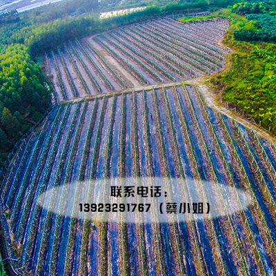 广东有机火龙果农场,哪家的火龙果是代销的不