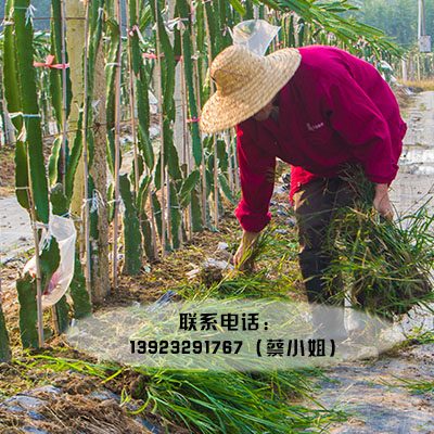 佛山火龙果采摘园,哪家更好找到?