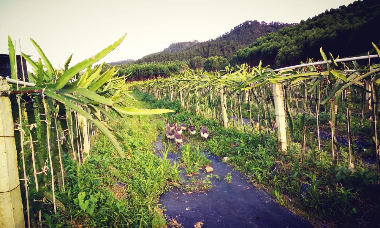 高明有机火龙果农场,哪家的种植方式更让人放