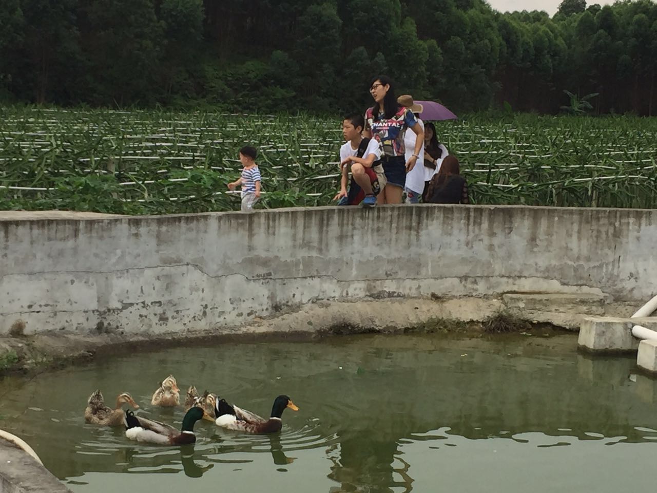 南海有机火龙果农场,得到广大客户大力支持的