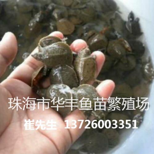 广西柳州黄沙鳖鱼苗繁殖哪家的口碑值得信赖?