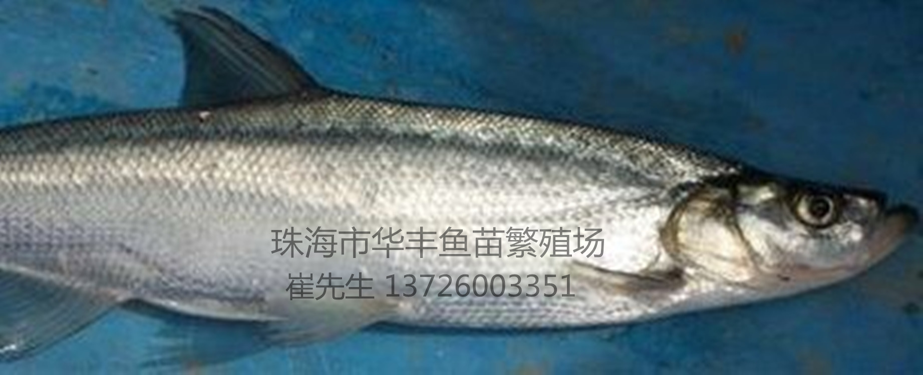 广东淡水石斑鱼苗,淡水石斑鱼养殖,淡水石斑鱼