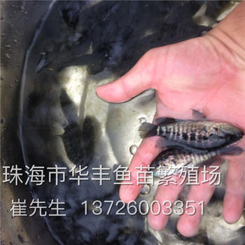 广西河池专业批发淡水石斑鱼苗等各种淡水鱼苗