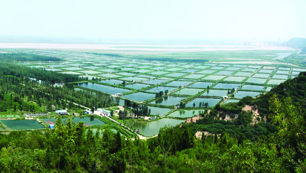 郑州周边哪家红烧鲤鱼味道好,肉质筋道?