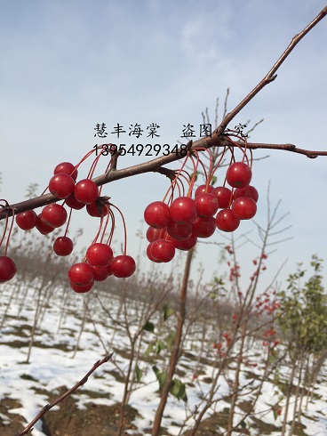 北美海棠系列红宝石海棠魅力四射征服苗木消费者冬季观果好品种