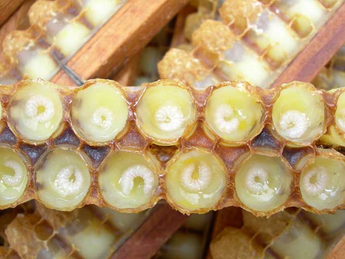 采健蜂王浆报道:蜂王浆在世界上的地位