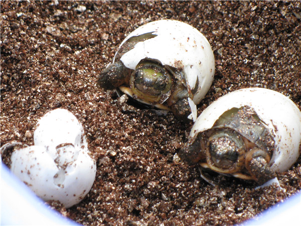 金钱龟是卵生动物,产卵大多数在凌晨和夜晚进行.