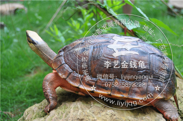 金钱龟在中国主要分布于广东,广西,海南,香港,福建,澳门等地;为我国