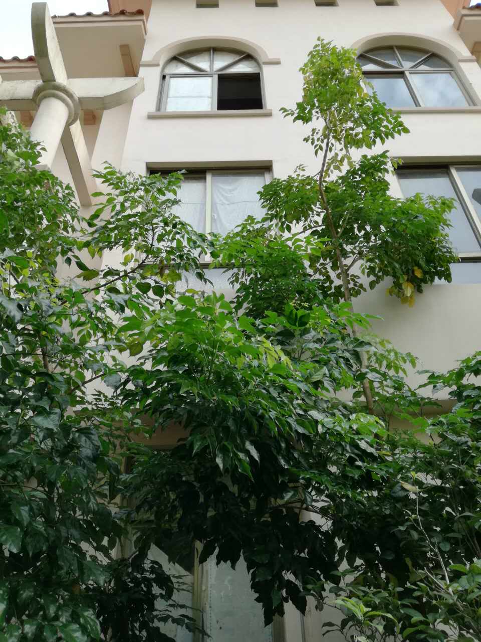 东莞房价 最繁华的鸿华·尚城地段? 未来新城