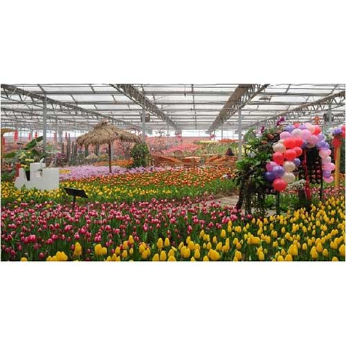 2018洛阳首届冬季郁金香节大年初一盛大启幕