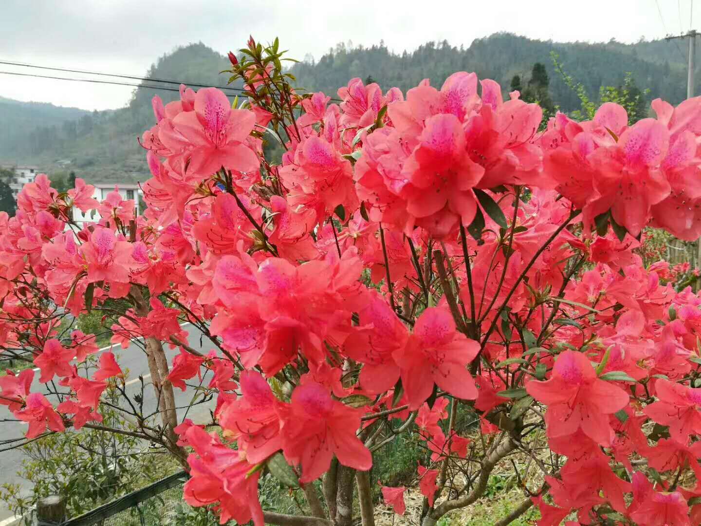 4月15日井冈山杜鹃花海节开幕,永恒红色培训约你一起赏花欢迎随时拨打