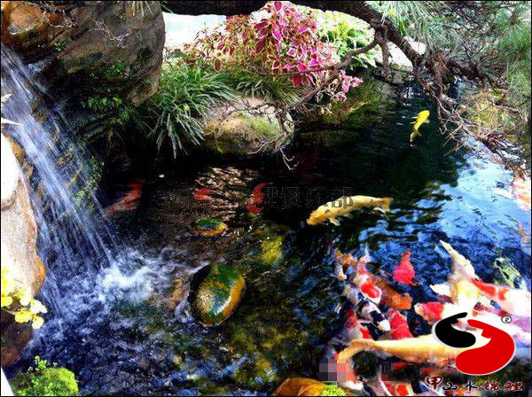 红白锦鲤怎么养?深圳锦鲤卖家哪个专业 - 商务