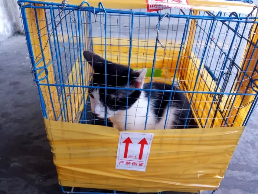 杭州萧山机场宠物狗狗托运流程【青邦】 - 搬家